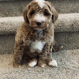 Goldendoodle Puppies from Martin’s Doodles