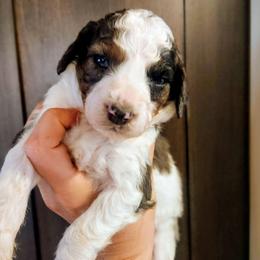 Celine Dion - Merle female Bernedoodle puppy in Pollock Pines, California from Ten Acre Wood Doodles