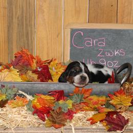 Cara - Black white and brown female Basset Hound puppy in Dover, Arkansas from S&S American Bassets