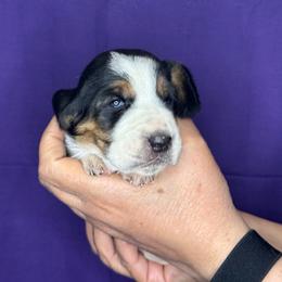 Juniper - Black white and brown female Basset Hound puppy in Justin, Texas from S&G's Bassets