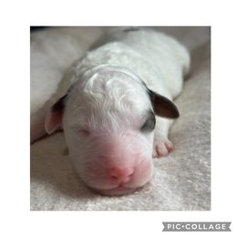 Moon - Black and white male Bernedoodle puppy in Hillsboro, Oregon from Myt fine doodles