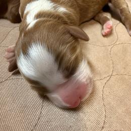 Boy 1 - Red  male Goldendoodle puppy in Ozark, Missouri from Halo Doodles
