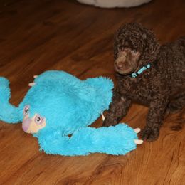 Poodle Puppies from RK'S Pets