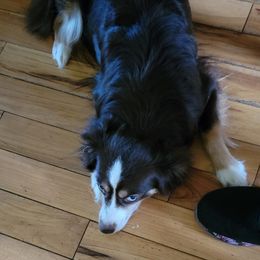Toy Australian Shepherd All Grown Up from High Point Toy Aussies