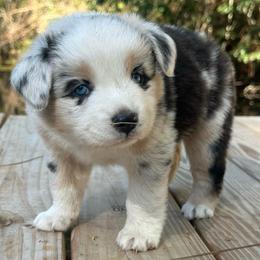 Charlotte - Blue merle female Miniature Australian Shepherd puppy in Daytona Beach, Florida from Underhill Aussies