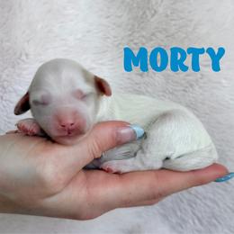 Morty - Parti male Goldendoodle puppy in St. George, Utah from Utah Mini Doodles