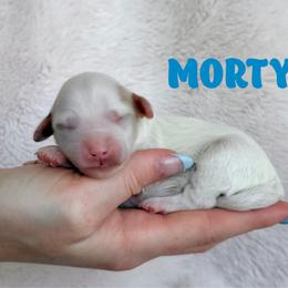 Morty - Parti male Goldendoodle puppy in St. George, Utah from Utah Mini Doodles
