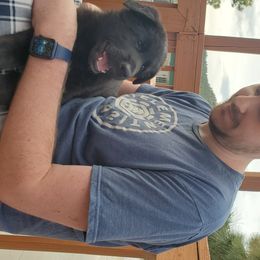 German Shepherd Puppies from Shield Kennels