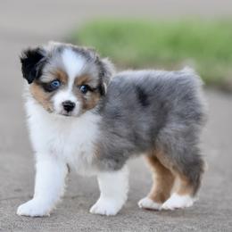 Louis - Blue merle male Toy Australian Shepherd puppy in Wichita Falls, Texas from Shooting Stars Ranch Toy and Mini Aussies