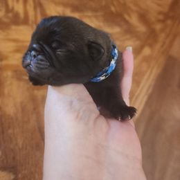 Baby boy - Silver male Pug puppy in Tacoma, Washington from Precious Princess Pugs