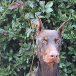 Doberman Pinscher puppies from Dutton Dog Co & Dalla Grazia Doberman
