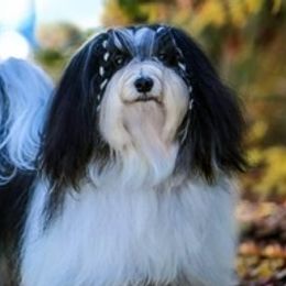 Havanese from Tamaran Havanese