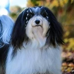 Havanese from Tamaran Havanese