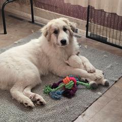Carly - White and badger female Great Pyrenees puppy in Mikado, Michigan from Brittain Family Farm