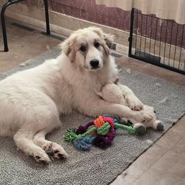 Carly - White and badger female Great Pyrenees puppy in Mikado, Michigan from Brittain Family Farm