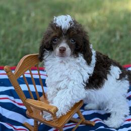 Riff - Phantom male Poodle puppy in Ardmore, Oklahoma from The Poodles of Green Acres