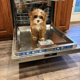 Bernedoodle, Cavapoo, and Goldendoodle Puppies from Zink Doodles
