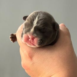 Baby Zeni - Tricolors male French Bulldog puppy in Grafton, Ohio from K&J Frenchies