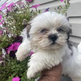 Boy 5 - Cream and white male Shih Tzu puppy in Troy, Michigan from "Shihtzu Best Friend"