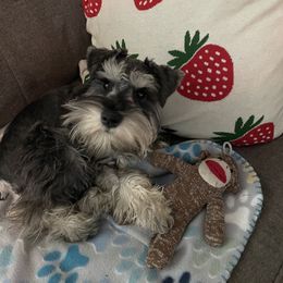 Bluey - Salt and pepper male Miniature Schnauzer puppy in Anthony, Florida from Amanda Tragash