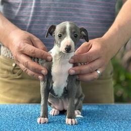 Girl 1 - Blue female Italian Greyhound puppy in Sugar Valley, Georgia from Pinnacle Farm and Kennel