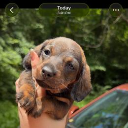 Elsa - Wild boar female Dachshund puppy in Livingston, Kentucky from Illyria Dox & GSD