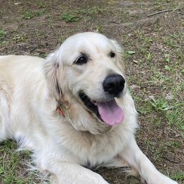 Evey - Golden Retriever