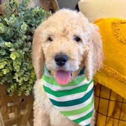 Cupid - Cream male Goldendoodle puppy in Social Circle, Georgia from Poppiedoodle Farms