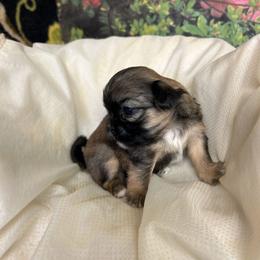 Girl sable new pics and a video - Sable female Shih Tzu puppy in Missouri from Anna's Babies in the Midwest