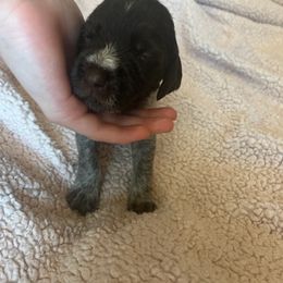 Wirehaired Pointing Griffon Puppies from Hall's TX Griffons
