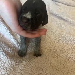 Wirehaired Pointing Griffon Puppies from Hall's TX Griffons