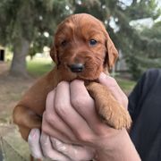 Navy-Ron Weasley - Mahogany male Irish Setter puppy in Franklin, Idaho from Spring Creek Irish Setters