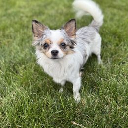 Muffin - Chihuahua