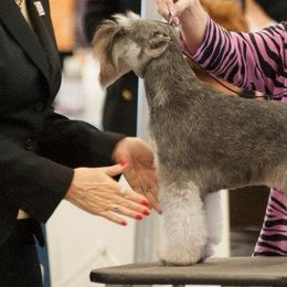 Miniature Schnauzers from Aragon Miniature Schnauzers