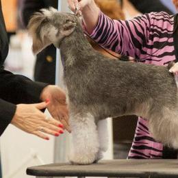 Miniature Schnauzers from Aragon Miniature Schnauzers