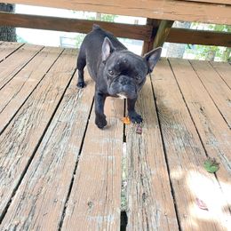 Blancita - French Bulldog