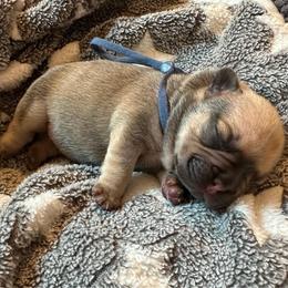 Atlas cocoa fawn from OFA'd parents - Fawn and white male French Bulldog puppy in Billings, Montana from Montana Made Frenchies