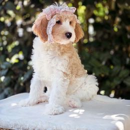 Haze - Cream female Goldendoodle puppy in Centreville, Mississippi from Trin's Designer Doodles