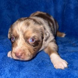 George Straight - Red merle male Miniature Australian Shepherd puppy in Godley, Texas from Bradley Kennels
