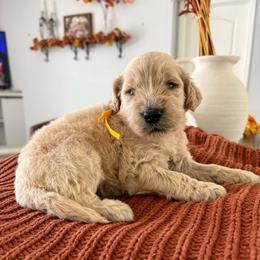 Yellow - Cream female Goldendoodle puppy in Brooksville, Florida from Abby’s Standard Goldendoodles