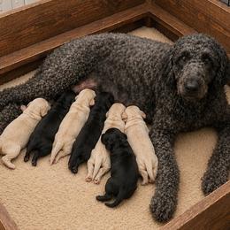 Sprout - Black male Goldendoodle puppy in Lisbon, Ohio from Willow Lane Doodles