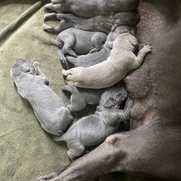 Weimaraner Puppies from Georgia Line Weimaraners