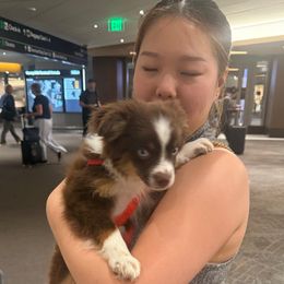 Rascal - Red tri male Toy Australian Shepherd puppy in Caddo Mills, Texas from R & W Aussies
