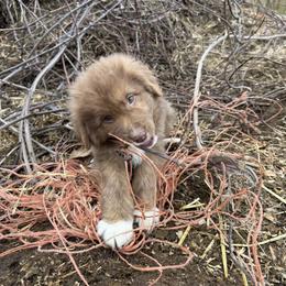 Girl 1 - Tri-color female Karakachan puppy in Lebanon, Connecticut from CK9