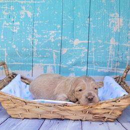 Atlas - Lemon roan male Cockapoo puppy in Reidsville, North Carolina from Something to Bark About Dog Training