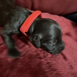 Boy 1 Red - Liver male Boykin Spaniel puppy in Stapleton, Alabama from Taensas Boykins