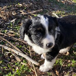 Sydney - Black tri Miniature American Shepherd puppy in Ruffin, North Carolina from Valkyrie Adventures
