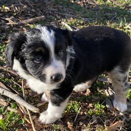 Sydney - Black tri Miniature American Shepherd puppy in Ruffin, North Carolina from Valkyrie Adventures