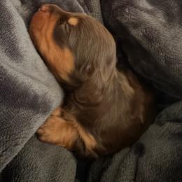 Sugarplum - Chocolate and tan female Dachshund puppy in Indian Trail, North Carolina from Hilda’s Teenie Weenies