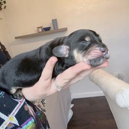 Honey - Black and cream female Dachshund puppy in Fort Worth, Texas from The Holloway Dachshunds